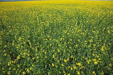 《赛博朋克2077》续作目前处于“概念设计”阶段